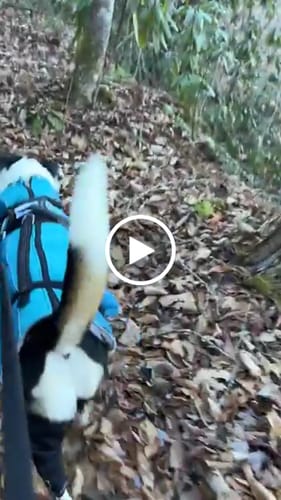 Customer video review of Dual-Leg Hinged Knee Support Harness for Dogs