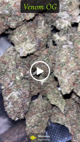 Customer video review of Venom OG - Bulk - Indica