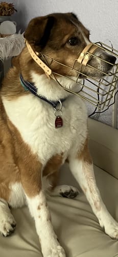 Customer photo review of Maulkorbberatung (online)