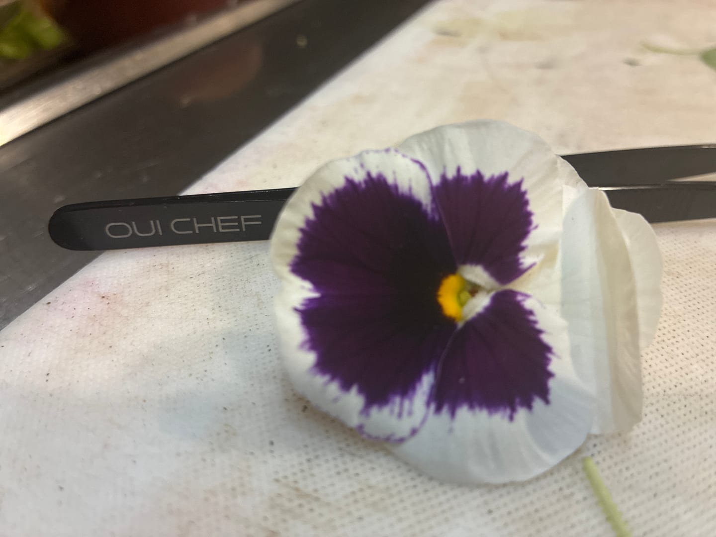 Customer photo review of Small Straight SuperFine Tweezers