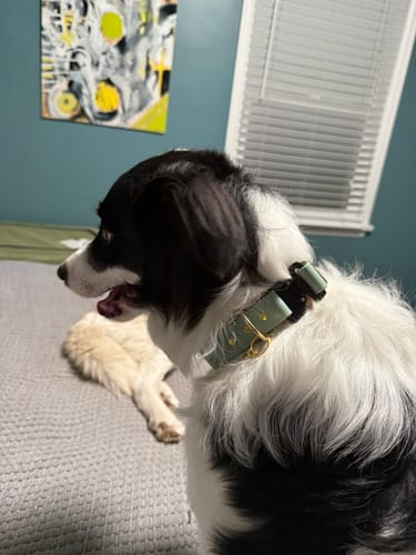 Customer photo review of Adjustable Biothane Quick Release Dog Collar