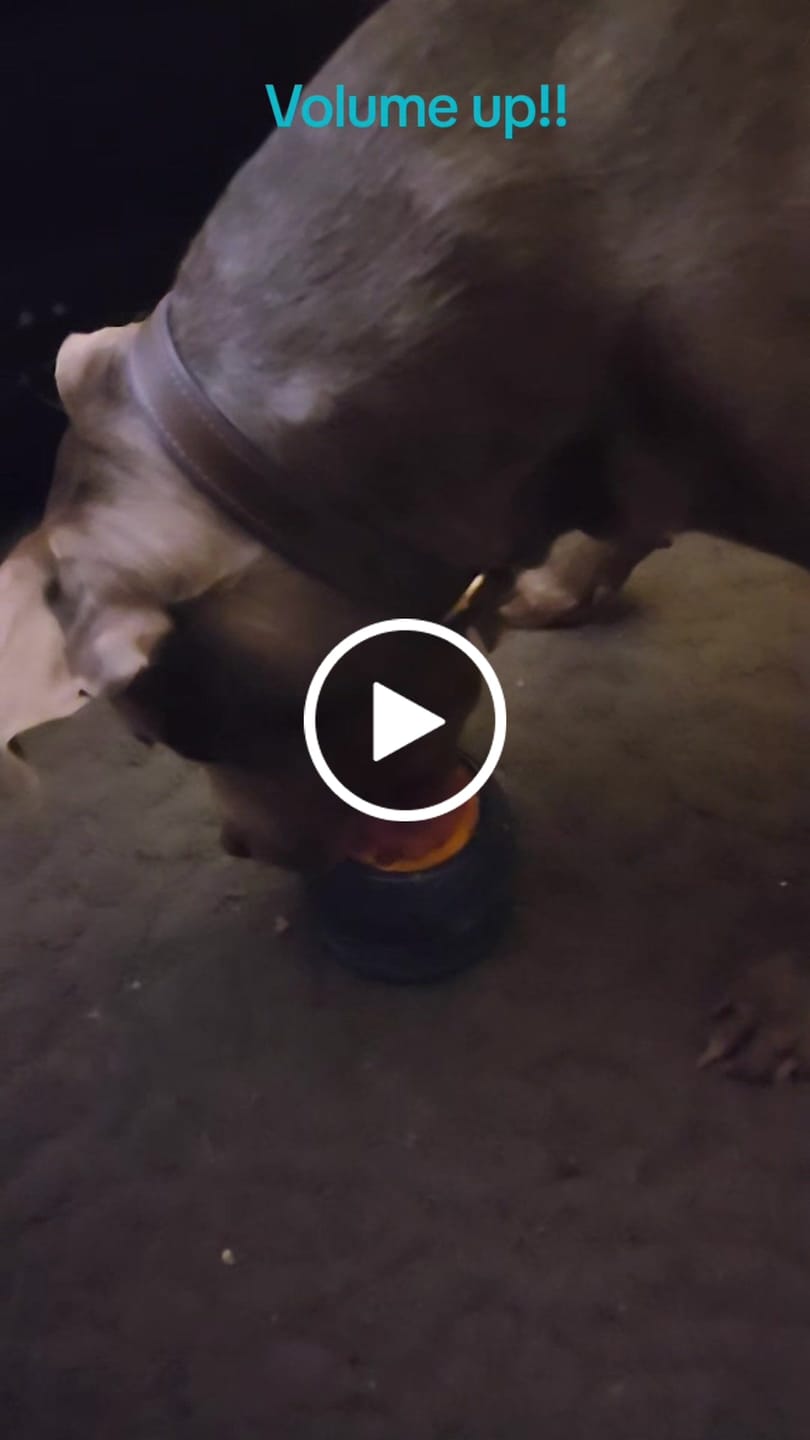 Customer video review of FreezRose Valentine’s Limited Edition – Frozen Dog Enrichment Toy