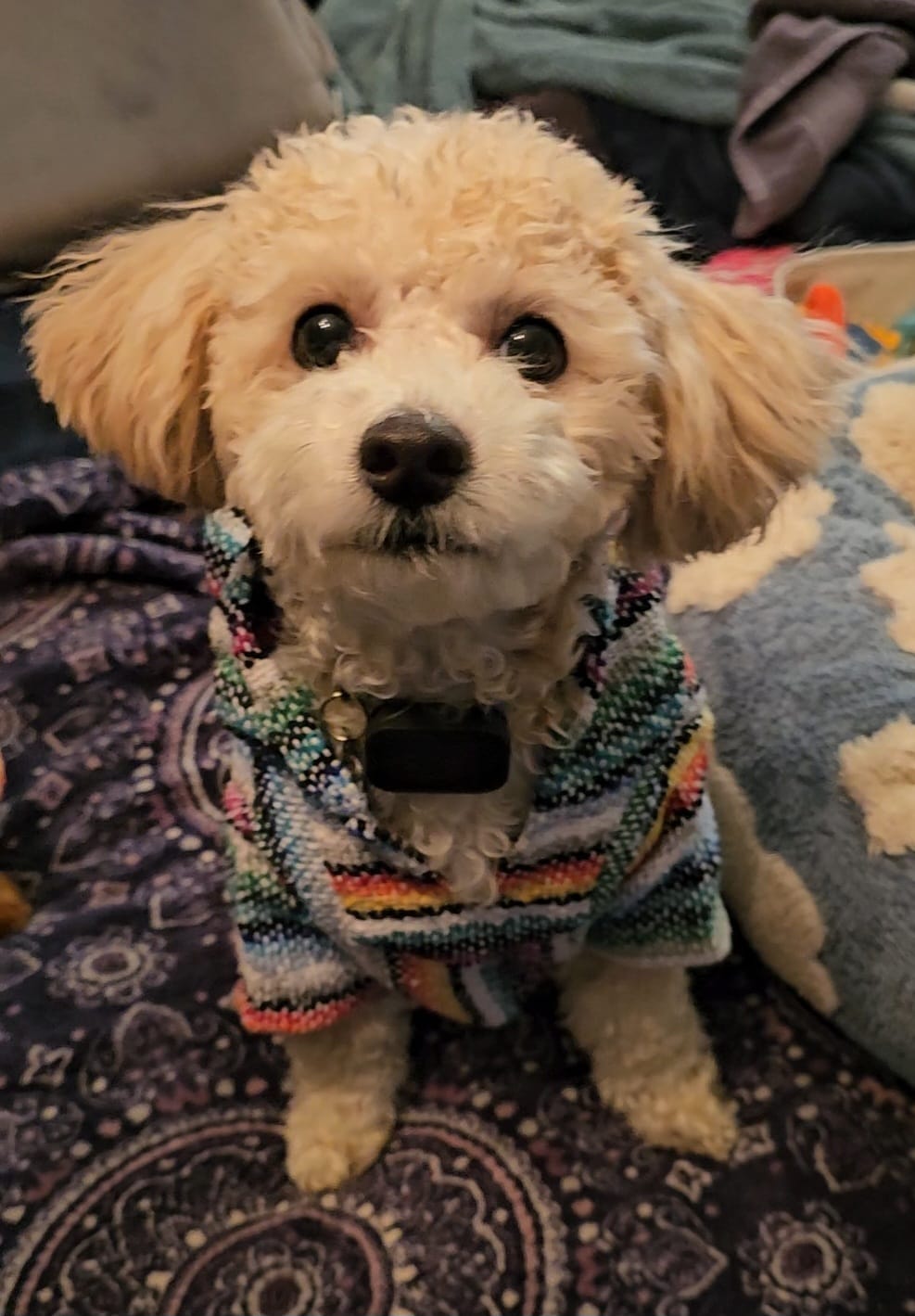 Customer photo review of Playa Poncho – Mystery Color (Bella, Charlie, or Fun Edition)