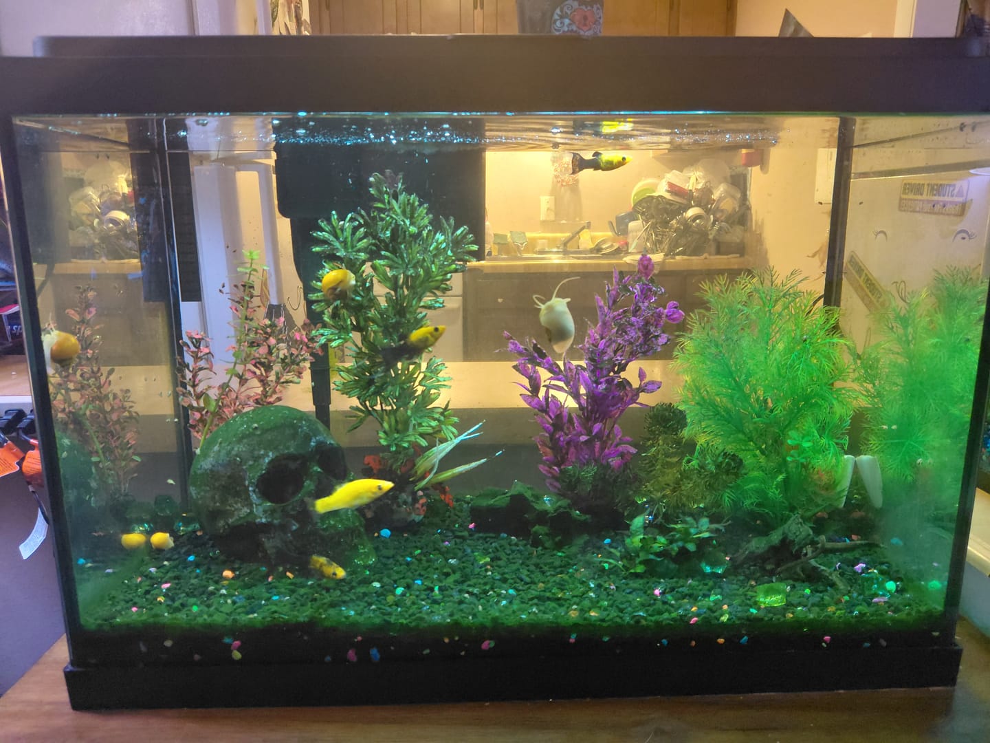 Customer photo review of Gold Mystery Snail