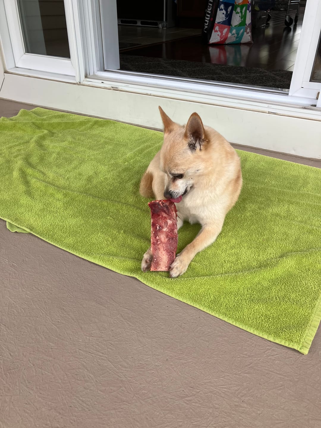 Customer photo review of K9 Choice - Os pour chien congelé - 3lb