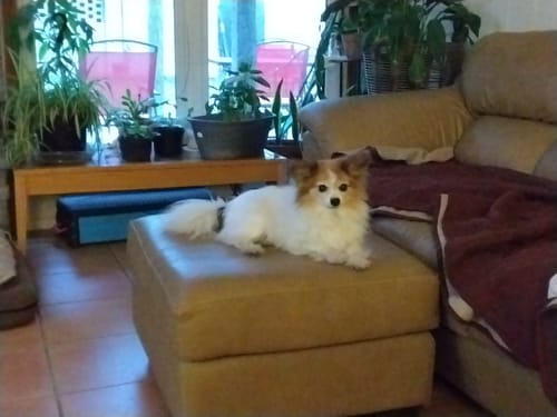 Customer photo review of Dog & Cat WALK-EASY® Joint & Hip Pain Relief Remedy