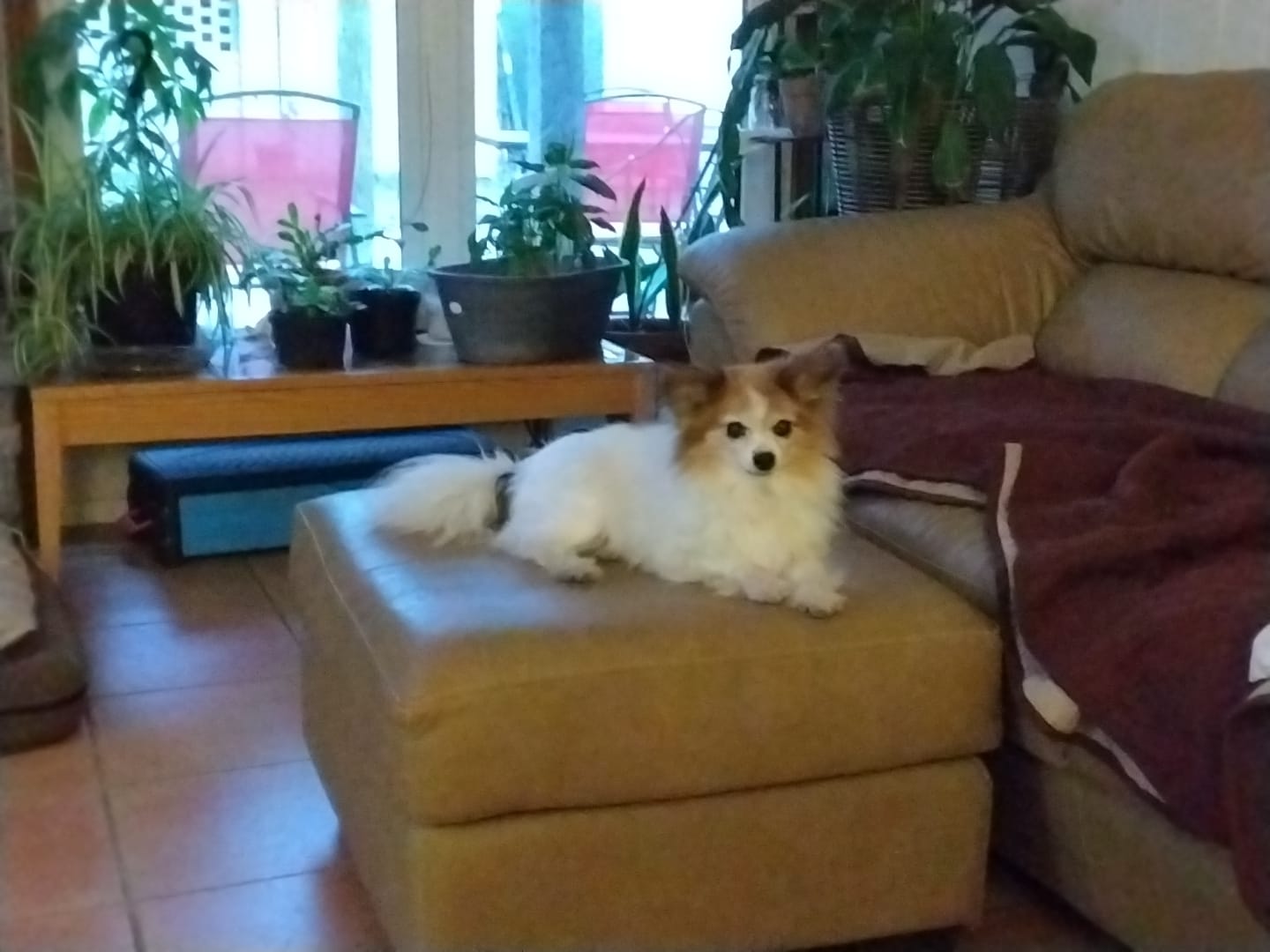 Customer photo review of Dog & Cat WALK-EASY® Joint & Hip Pain Relief Remedy
