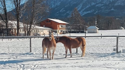 Customer photo review of Strotonin Horse Support