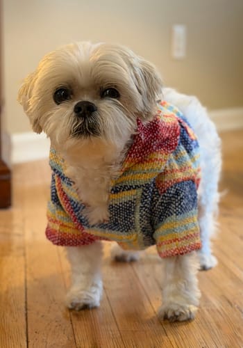 Customer photo review of Playa Poncho – Parrotfish