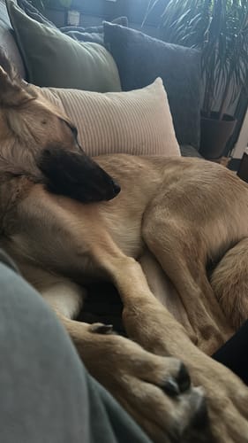 Ein Kunde zeigt seinen entspannten Hund, der nach der Anwendung von Relax Time auf dem Sofa schläft.