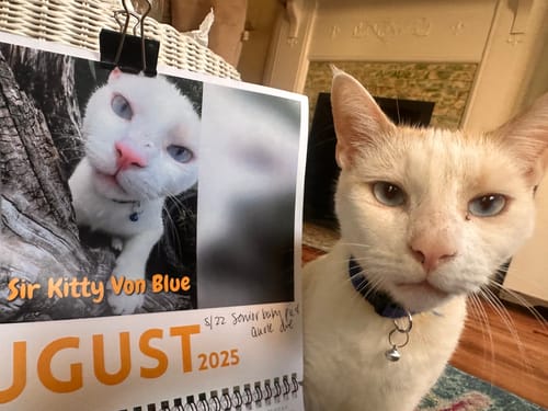 Customer photo review of Official Pupvote Cutest Pets of the Year Calendar (2026)