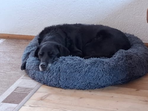 Customer photo review of Puppery Hundebett Wolke 7 - Das Original