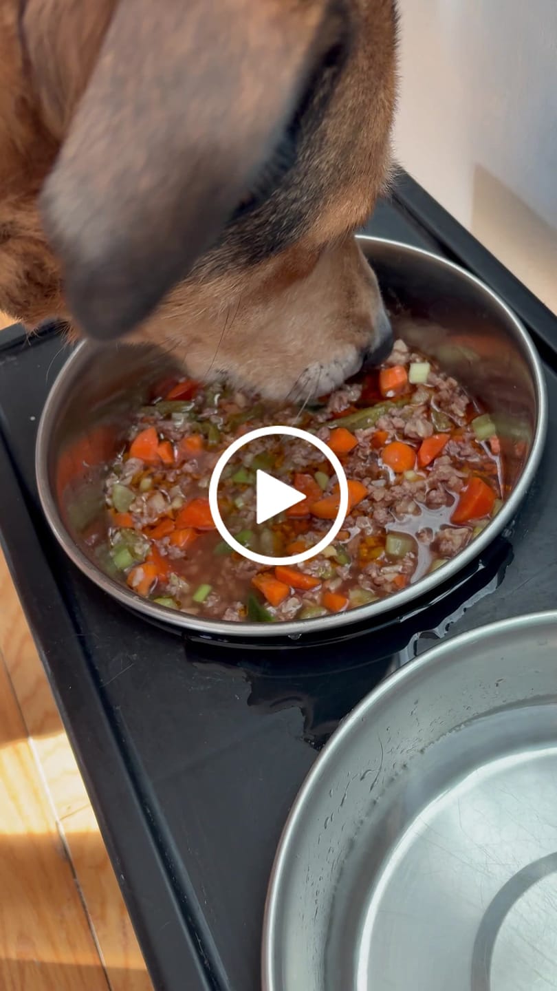 Customer video review of Wild Alaskan Salmon Oil for Dogs | Omega 3, 6 & 9 | Petsmont Omega Love+