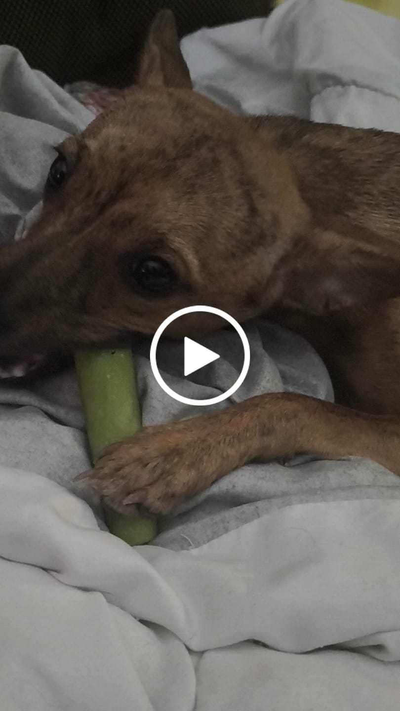 Customer video review of Coconut Yak Chews