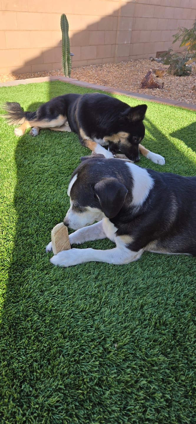 Customer photo review of Medium Moose Chew