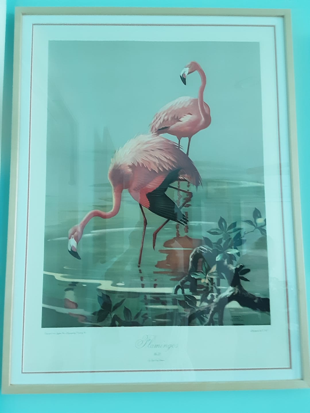 Customer photo review of Flamingos by Roger Tory Peterson | 1940s Audubon Style | Offset Lithograph | Tropical or Nature-Inspired Decor