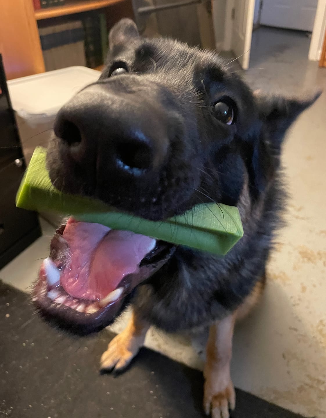 Customer photo review of Mint Yak Chews One Size Fits All