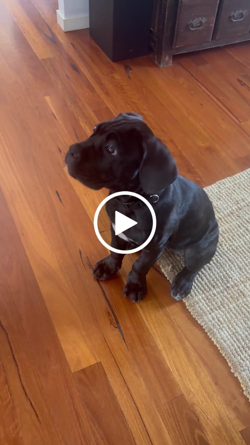 Customer video review of Variety Box for Dogs