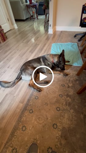 Customer video review of Large Ostrich Knuckle (5.5" x 5"): The Ultimate Chew for Moderate & Power Chewers