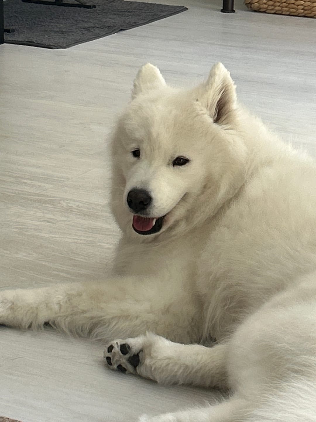 Customer photo review of Fetch Dog Food Supplement