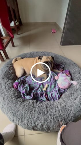 Customer video review of Cama Antiestrés para Perros
