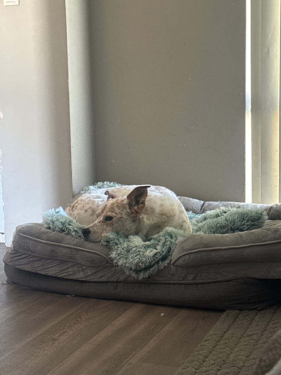 Customer photo review of Pet Calming Blanket