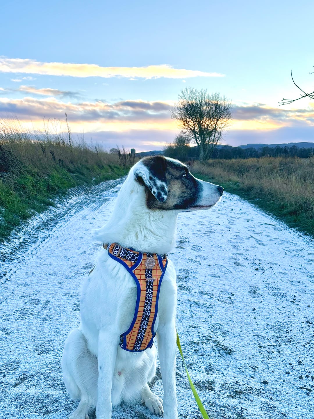 Customer photo review of Disney© Tough Trails™ Harness - Woody