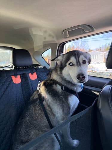 Customer photo review of Hard Bottom Seat Cover