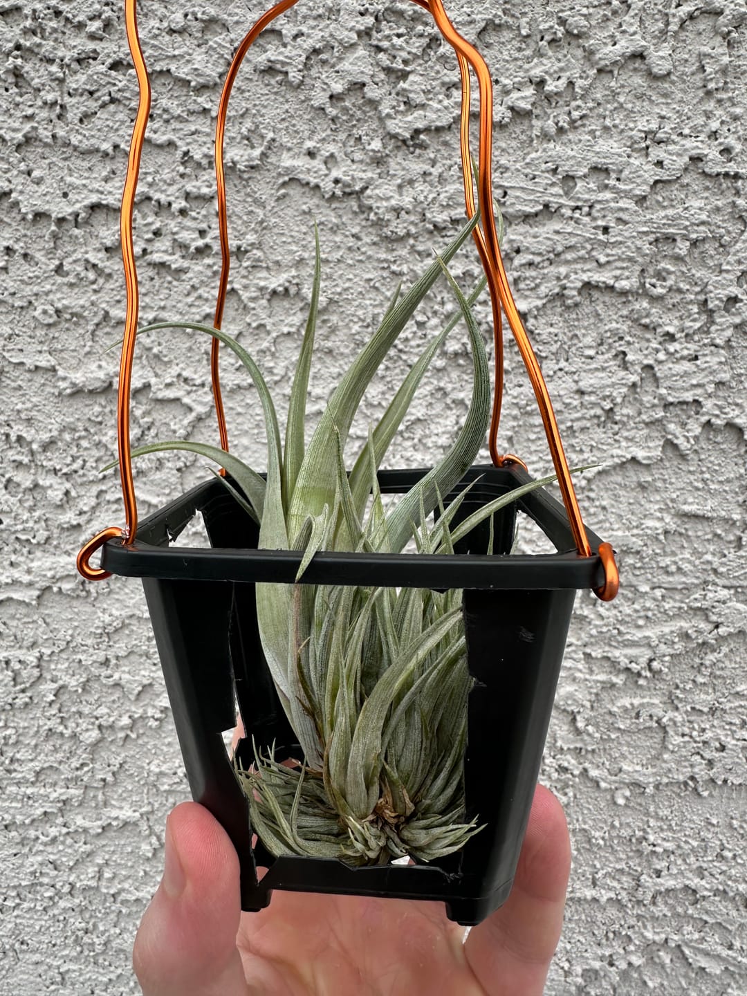 Customer photo review of Tehuacana