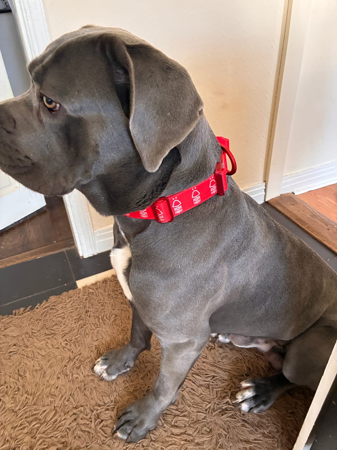 Customer photo review of 4cm LIGHTER Combat® Collar | Handle Rated Clip - Nottingham Forest