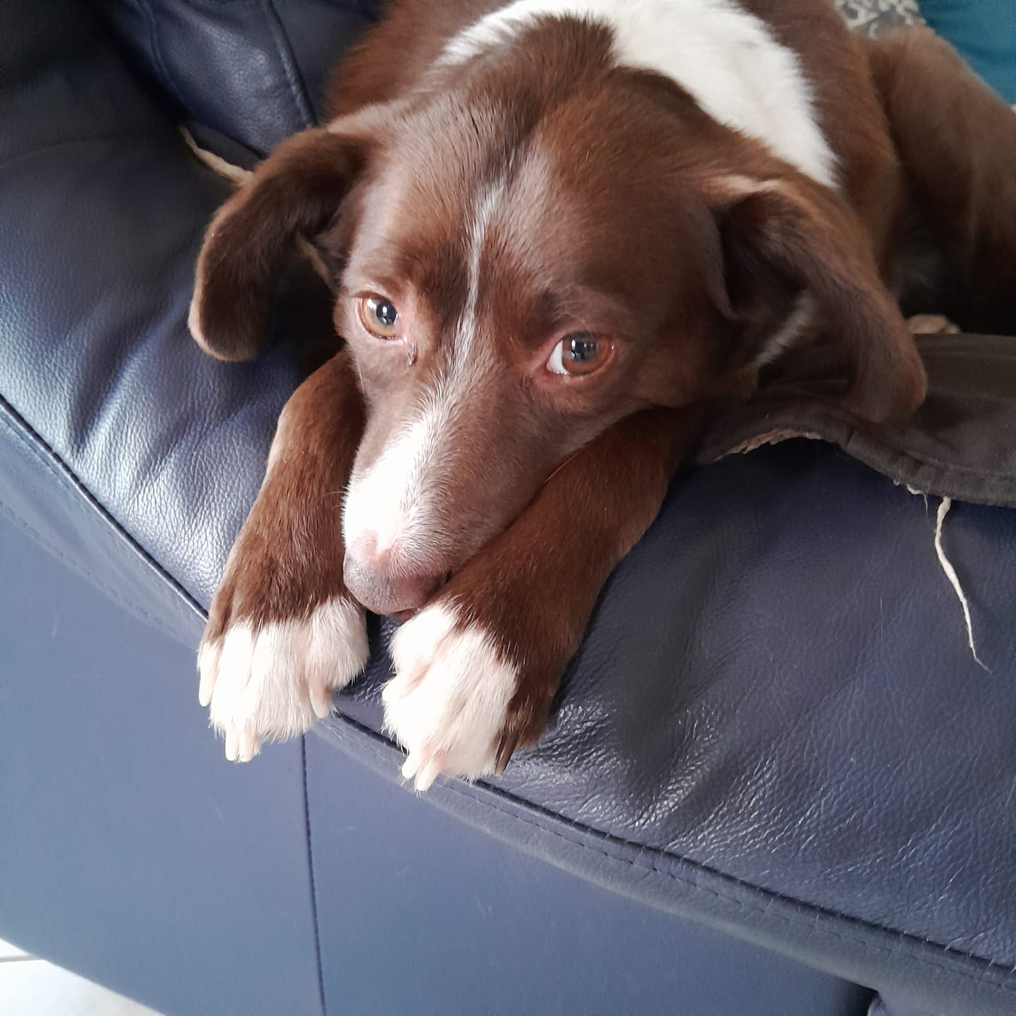 Customer photo review of Allergietest - Gräser, Milben & Co. Hund