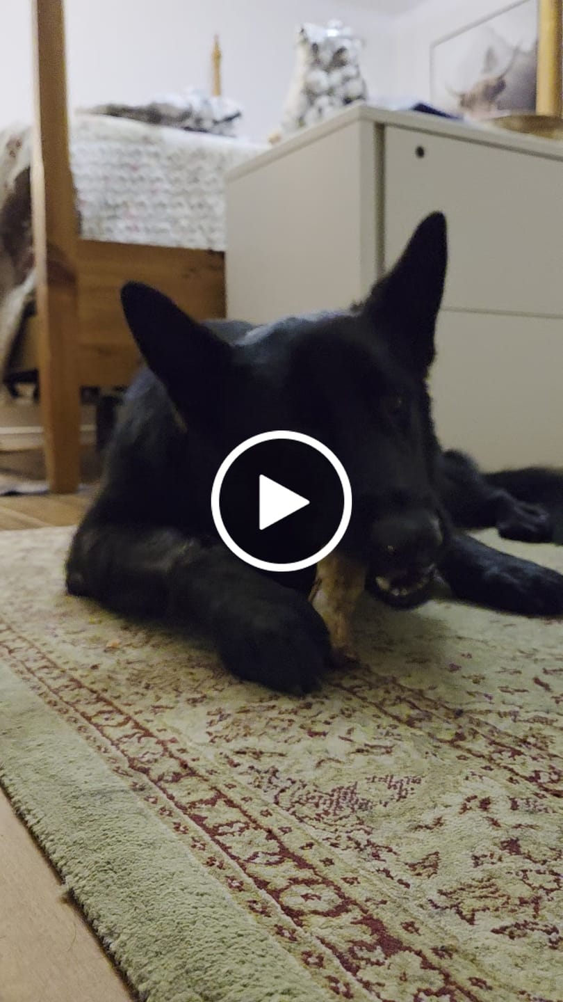 Customer video review of Ostrich Foot Bone (7" x 3.5"): The Flavorful & Long-Lasting Chew for Medium to Large Dogs