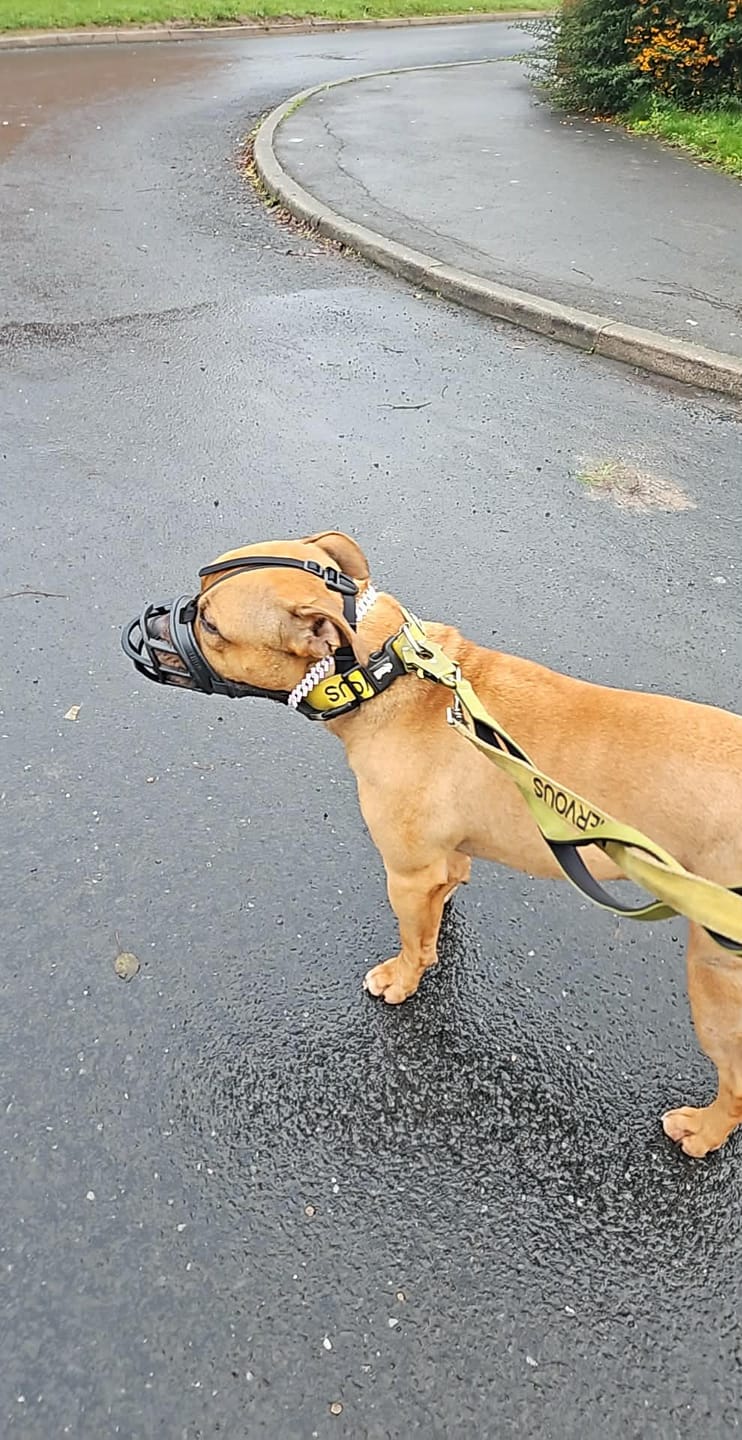Customer photo review of Muzzle | Flexi & Legal Requirement - S-XL Breeds - Black