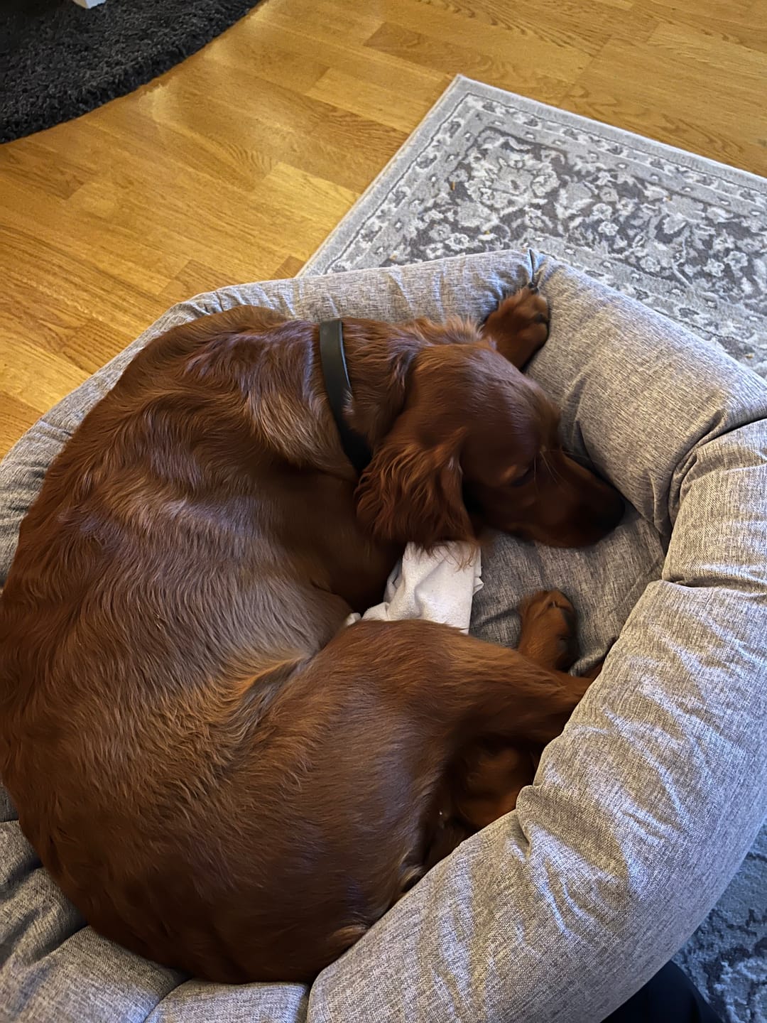 Customer photo review of CalmBlanket