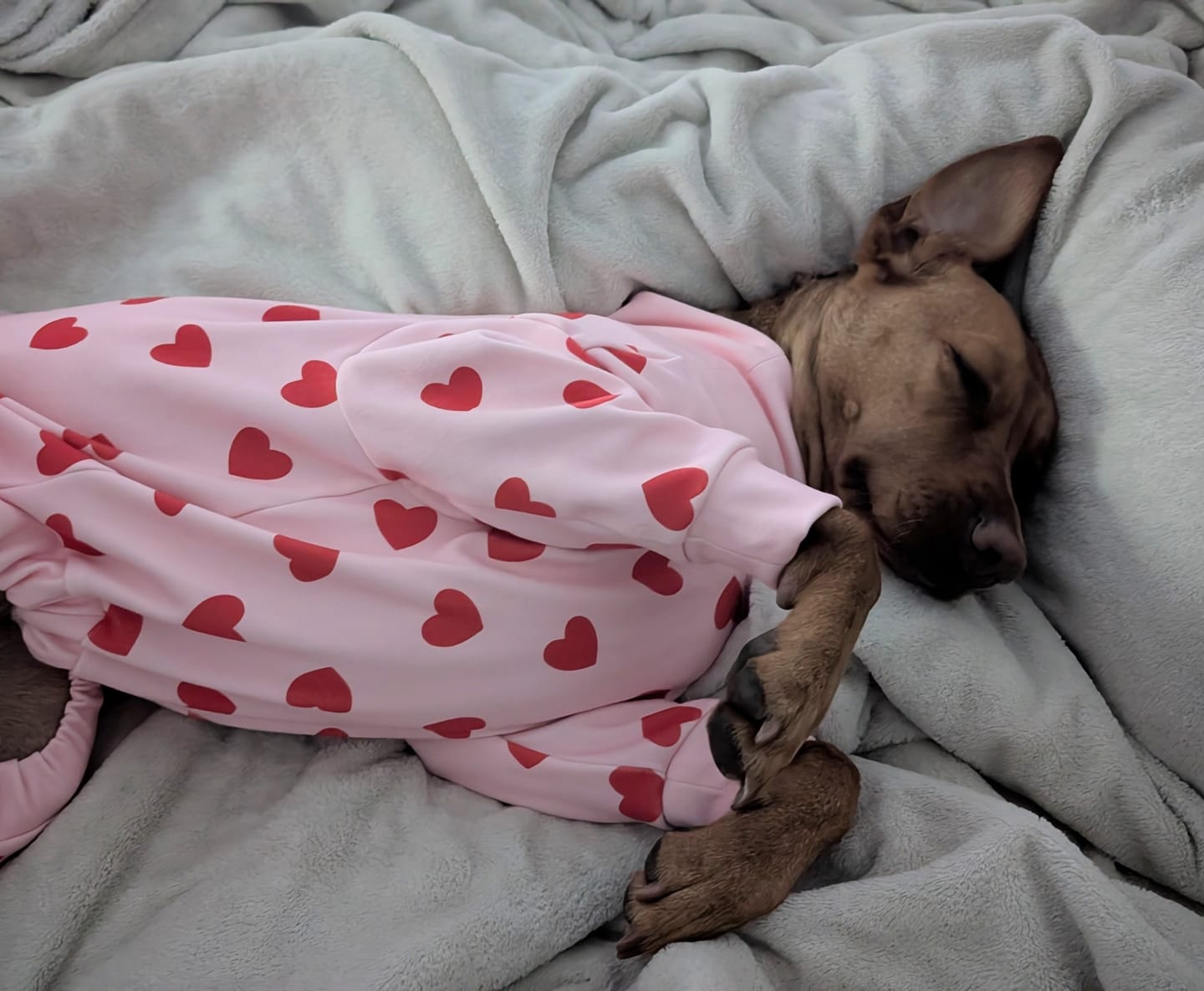 Customer photo review of Dog Pajama - Pink Hearts