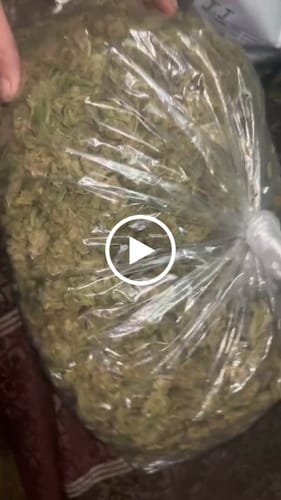 Customer video review of THCA Queen