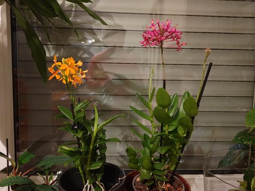 Ein Kunde zeigt seine Epidendrum Nordic Fire mit orangen Blüten neben einer zweiten Orchidee mit pinken Blüten.