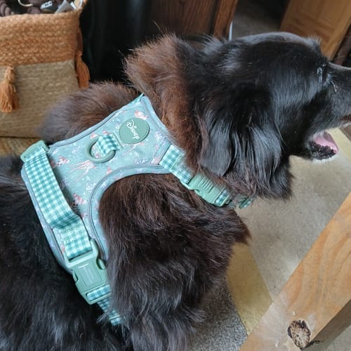 Customer photo review of Disney© Tough Trails™ Harness - Bambi + Thumper