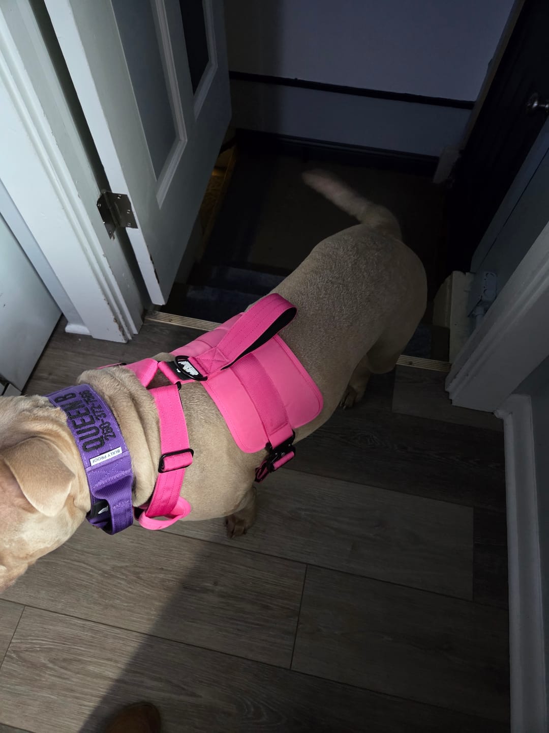 Customer photo review of Matching Pink 6' Bully Proof Leash