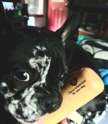 Close-up of a customer's black and white dog holding the light brown holder for their Long-Lasting Yak Chews in its mouth.