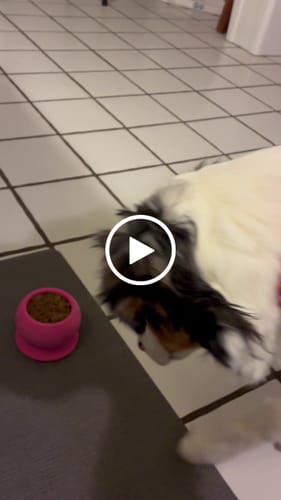 Customer video review of Freezball - Durable Fillable Dog Chew Bone