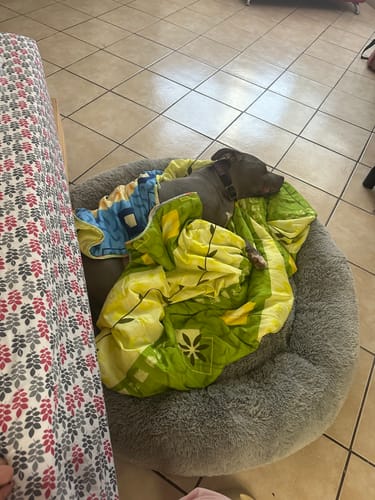 El perro de un cliente duerme en la Cama Antiestrés gris, cubierto por una manta colorida.