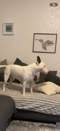 Customer photo review of Langgliedrige Eastside Chain