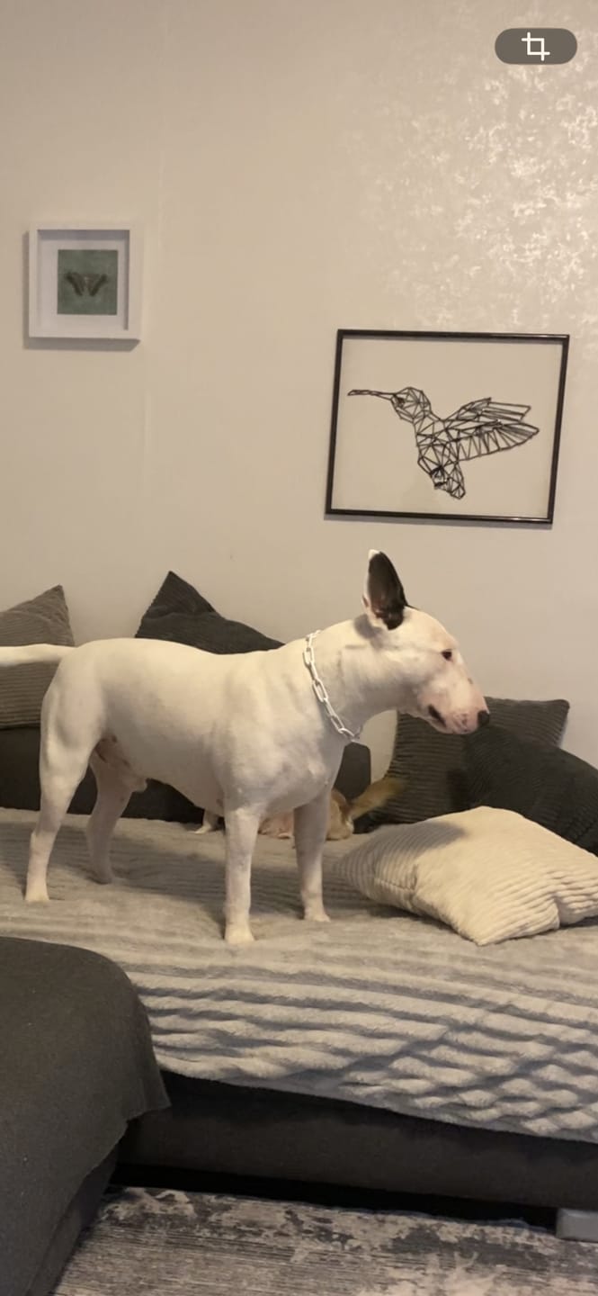 Customer photo review of Langgliedrige Eastside Chain