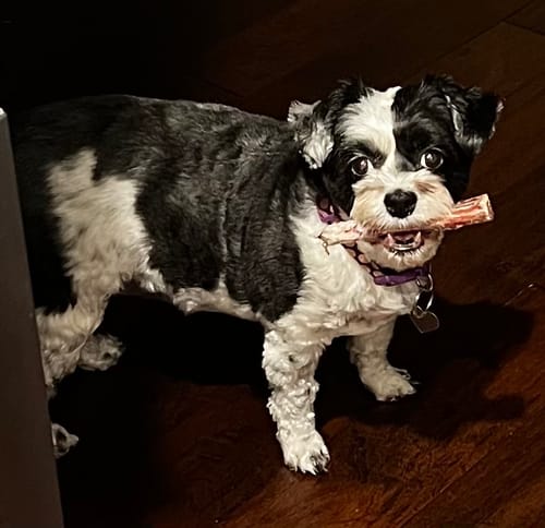 Customer photo review of Extra Thin Bully Sticks 5-6"