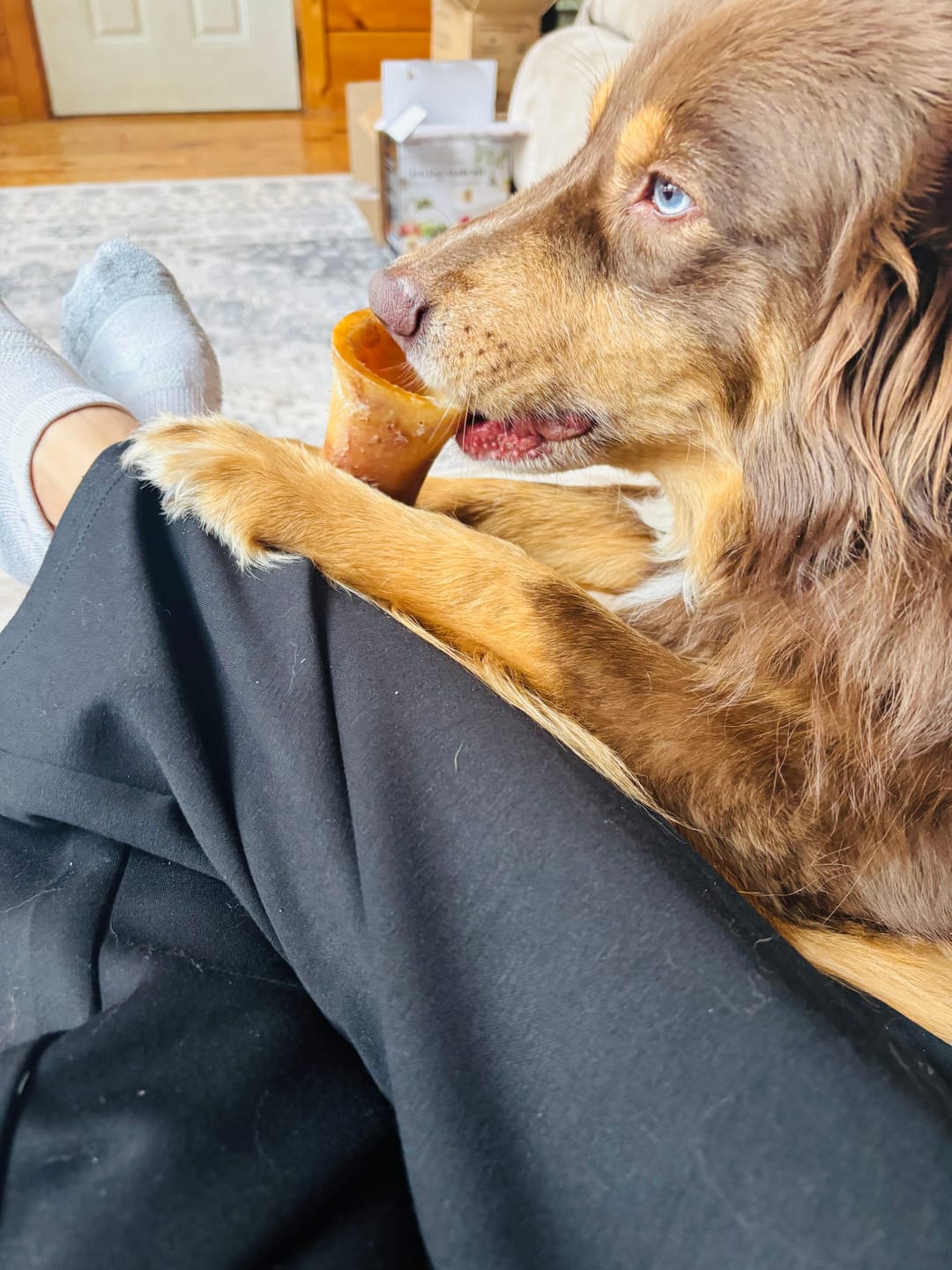 Customer photo review of Large Dog Black Friday Bundle II (4x 5oz Jerky Bags + 4x LARGE Smoked Marrow Bones)