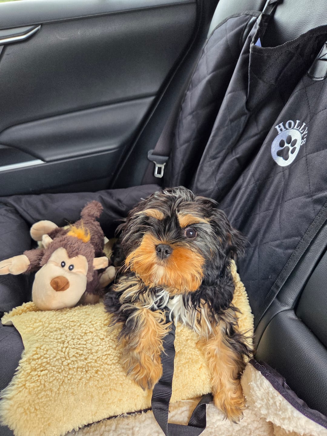Customer photo review of Pet Seat Belt