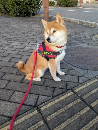 Customer photo review of FunFunPet 高機能ハーネス（お名前タグ作成サービス付き）