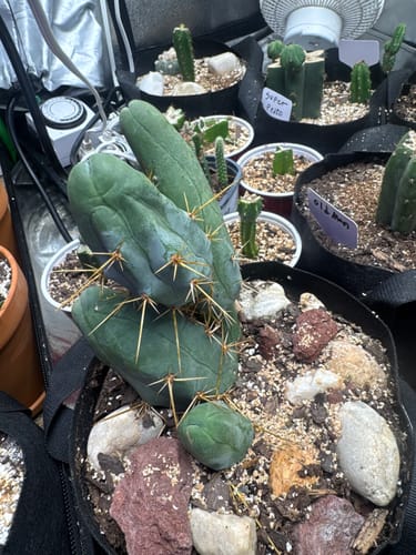 Customer photo review of Trichocereus Bridgesii Monstrose | Short Form | Type B | Penis Cactus