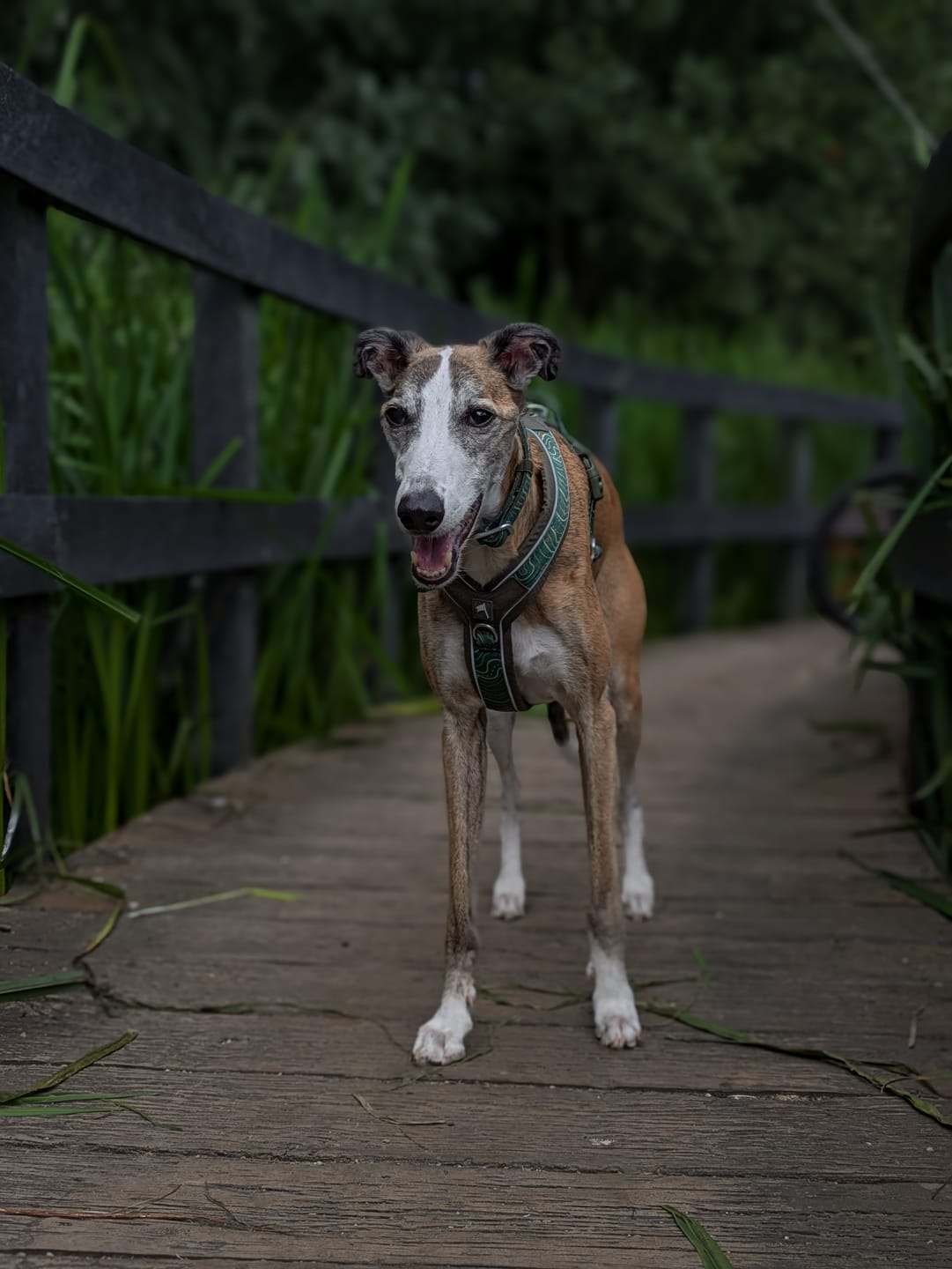 Customer photo review of Apex® Harness
